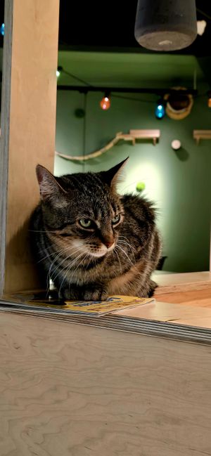 Lovely cats at Katzentempel Berlin Mitte in Berlin