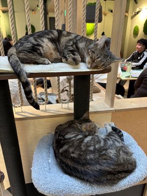   at Katzentempel Berlin Mitte in Berlin