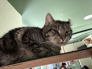 cat  at Katzentempel Berlin Mitte in Berlin