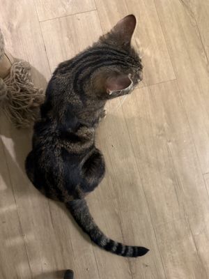 cat  at Katzentempel Berlin Mitte in Berlin