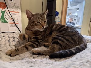 cat  at Katzentempel Berlin Mitte in Berlin