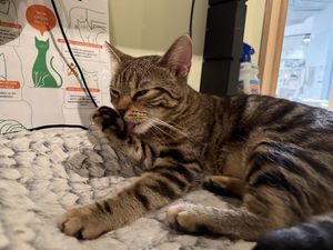 bath time  at Katzentempel Berlin Mitte in Berlin