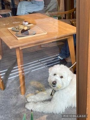 pet friendly at Coret in Tokyo