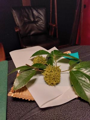  at Kanga-An in Kyoto