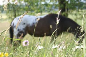 Appaloosa enjoying the gras at Appaloosa-Ranch in Vodice