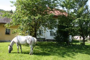 'House horse' in the front of the house at Appaloosa-Ranch in Vodice
