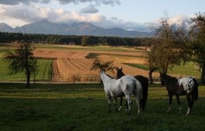 late summer days at Appaloosa-Ranch in Vodice