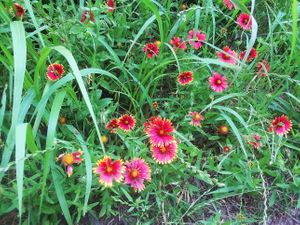 wildflowers in season at Seed of Life - Texas in Johnson City