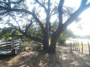 old oak tree at Seed of Life - Texas in Johnson City