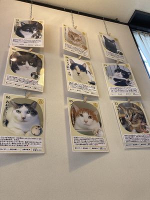   at Kitten Company in Kyoto