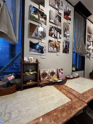   at Kitten Company in Kyoto