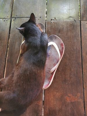 Sabai Sabai cat here at Santosa Vegan Restaurant in Phuket