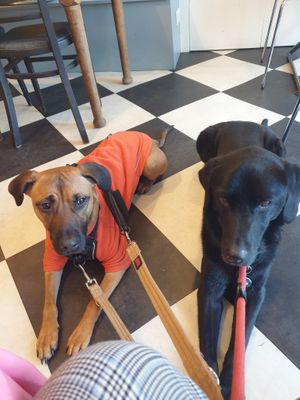 Very well behaved dogs  at Planted Community Cafe, Refillery and Hub in Cheltenham