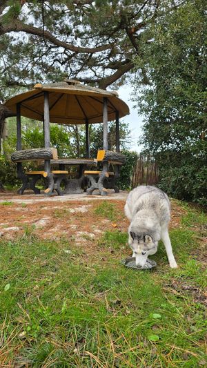 Dog-friendly garden at Vegocéane  in Saint-michel-chef-chef