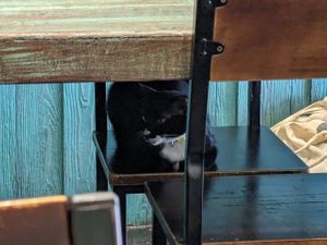 one of the resident cats at Mango in Bangkok