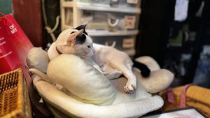 Kitty Cat  at Mango in Bangkok