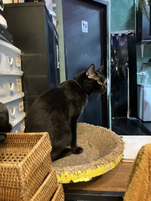 the cat ❤️  at Mango in Bangkok