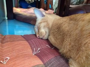 The regulars. at Mango in Bangkok