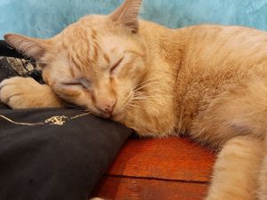 One of the cats at mango, came up to get some lovin' at Mango in Bangkok