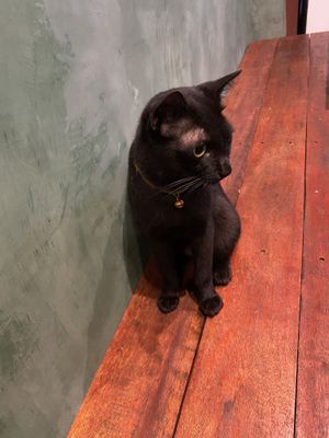 A domestic cat  at Mango in Bangkok