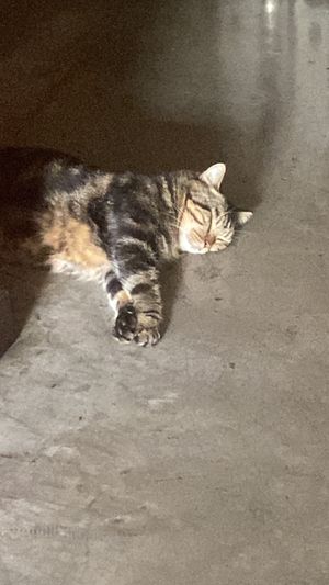 Tiger House Kitty enjoying the best of his life   at Green Tiger House in Chiang Mai