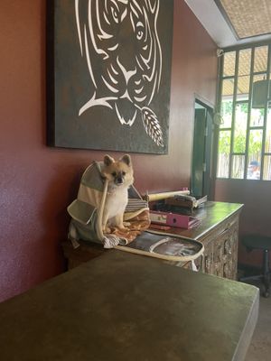 Green Tiger House doggo being ultimately cute   at Green Tiger House in Chiang Mai