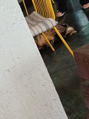 Cosy resident puddy tat at Green Tiger House in Chiang Mai