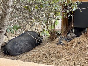 Piggies   at Villa Vegana in Mallorca