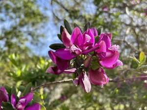 Flower  at Villa Vegana in Mallorca