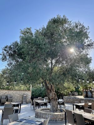   at Villa Vegana in Mallorca