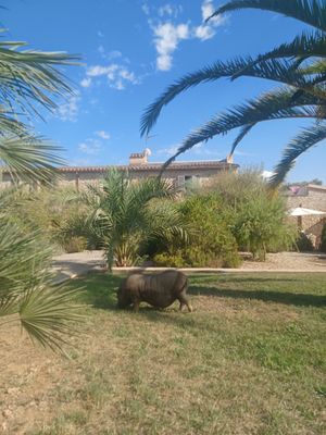 Villa at Villa Vegana in Mallorca