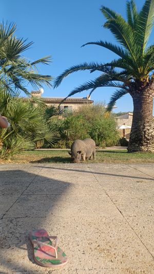 Villa at Villa Vegana in Mallorca