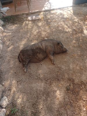  at Villa Vegana in Mallorca