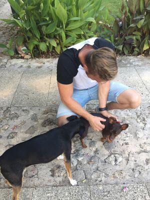 cute dogs everywhere   at Villa Vegana in Mallorca