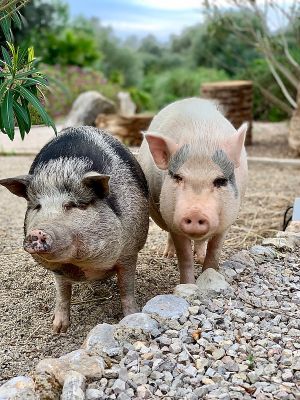 Trudi & Tyson
 at Villa Vegana in Mallorca
