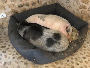 Trudi & Tyson taking a nap at Villa Vegana in Mallorca