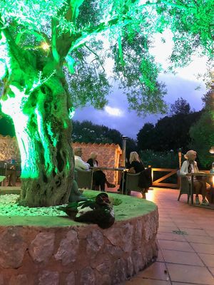 Cute duck at Villa Vegana in Mallorca