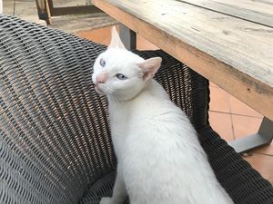 Hauskatze - die 2. Chefin at Villa Vegana in Mallorca