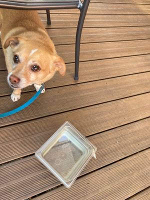 Dog friendly on the patio  at Jubilee Railroad Wilderness Lodge in Dunsmuir
