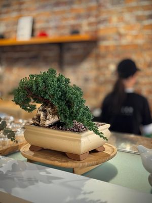 Bonsai plants as part of the backdrop in the calm setting.  at Towzen - Sydney in Sydney
