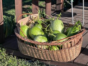 Cayote  at Green Factory - Villa Devoto in Buenos Aires