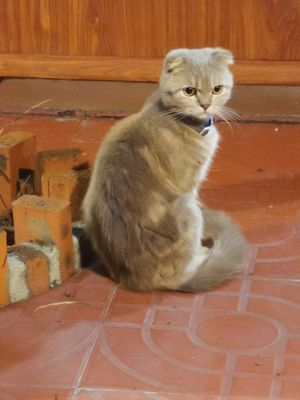  at Nhà Hàng Chay Emma - Emma's Vegan Garden in Hoi An