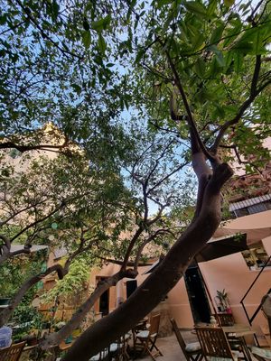  at Temple Natura in Mallorca