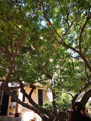   at Temple Natura in Mallorca