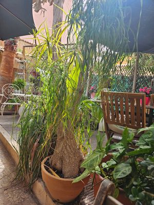  at Temple Natura in Mallorca