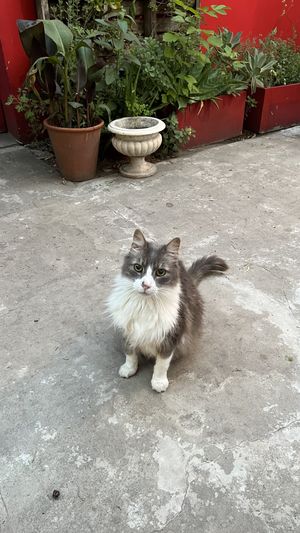 Arturo, the king of PURA😄 at PURA in San Isidro