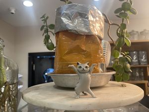 Cat friendly  at Café Schneor in Tel Aviv