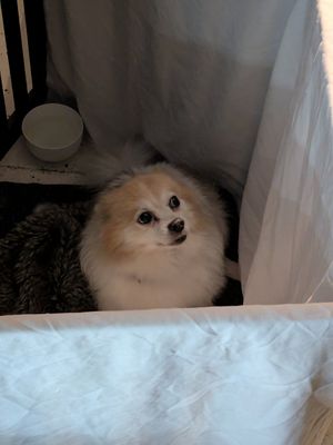 The dog isn't on the menu but he was very cute 🥰 at Vaust Bar & Restaurant in Berlin