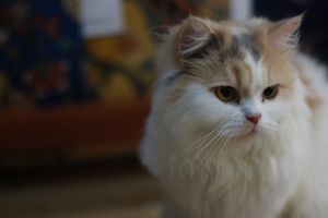Lilliandil the Cat will welcome you at Indogenous - Conscious Comfort Cafe in 
