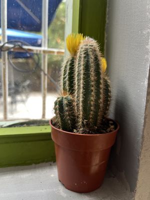 Vibe  at Noush in Barcelona